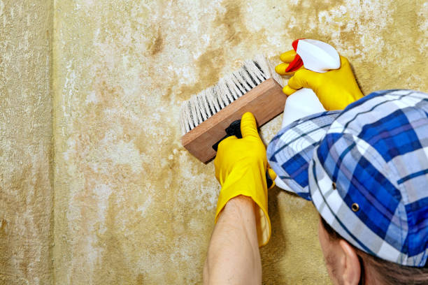 Best Environmental Consulting for Mold Prevention  in Pepper Pike, OH